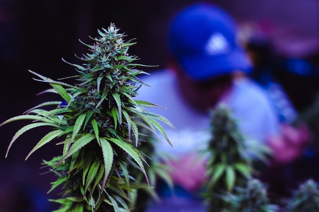 A person wearing a blue cap tends to a vibrant cannabis plant in a dimly lit environment.